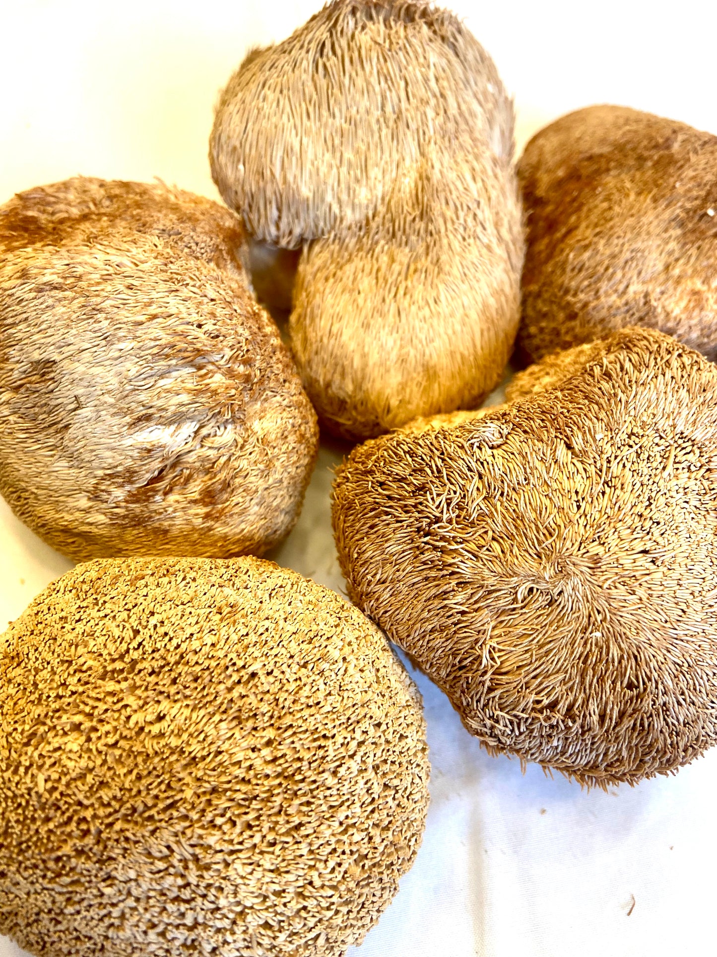 Lion's Mane Pumpkin Spice Adaptogenic Ground Mushroom Coffee
