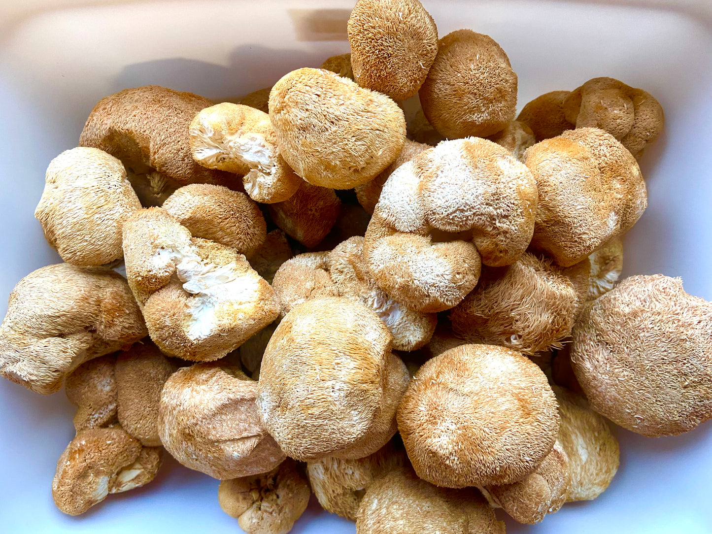 Lions Mane Mushroom Whole Heads (Hericium erinaceus)