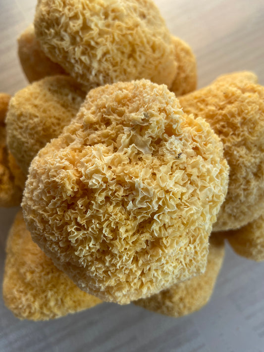 Whole Tremella White/ Snow Fungus (Tremella fuciformis)