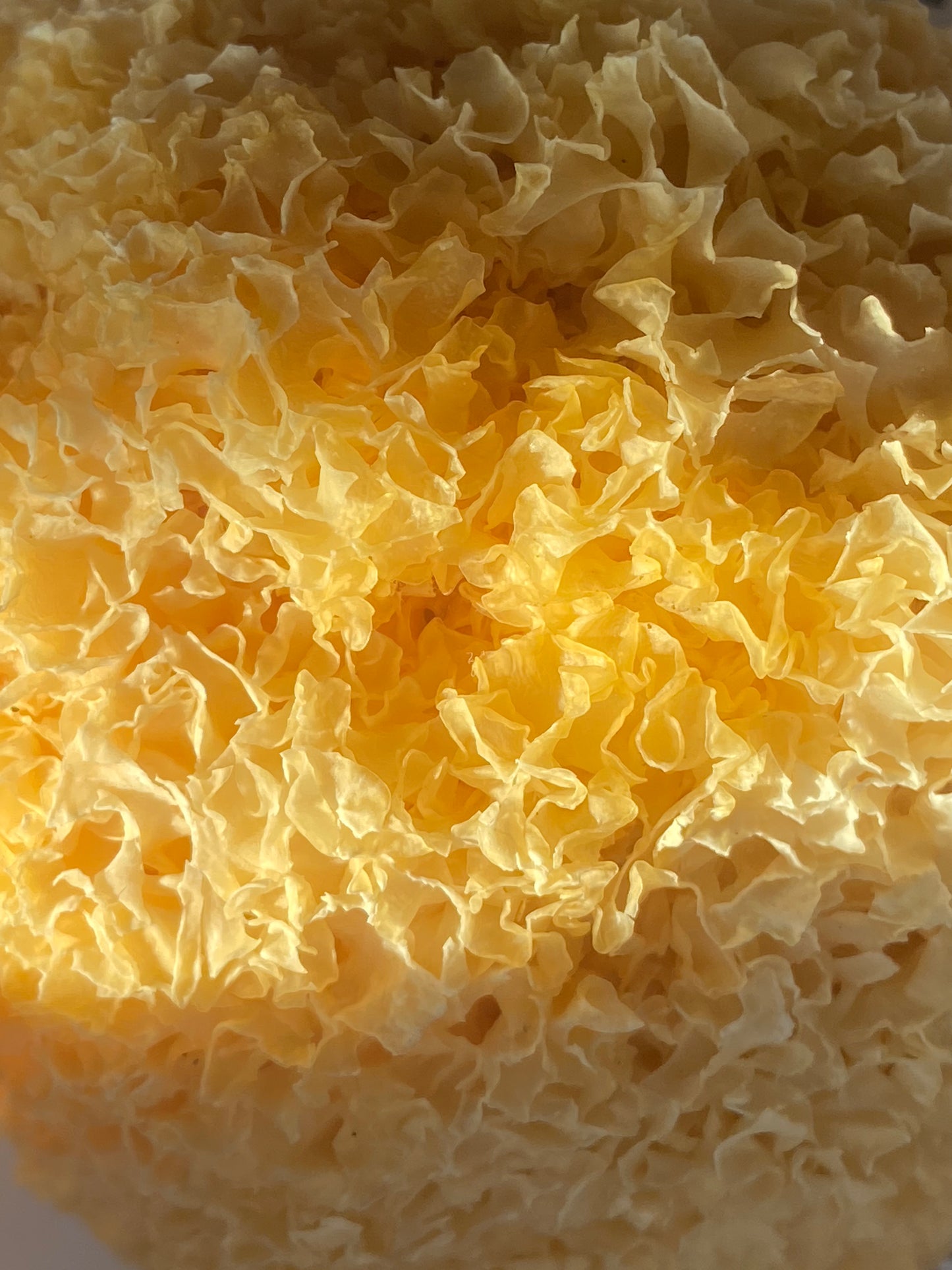 Whole Tremella White/ Snow Fungus (Tremella fuciformis)