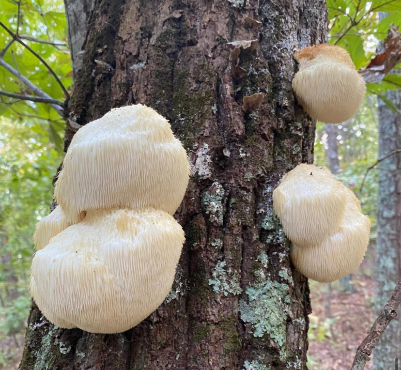 Lions Mane Mushroom Whole Heads (Hericium erinaceus)