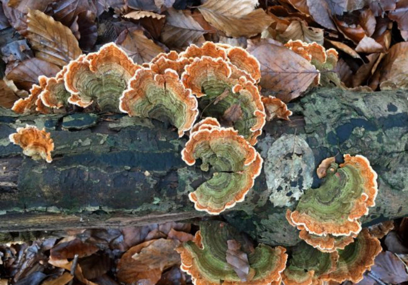 Turkey Tail (Trametes Versicolor)