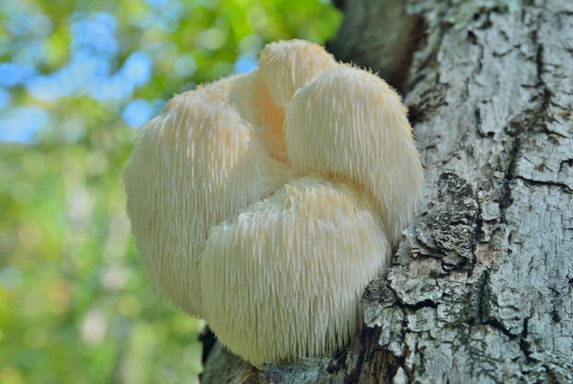 Lions Mane Mushroom Whole Heads (Hericium erinaceus)