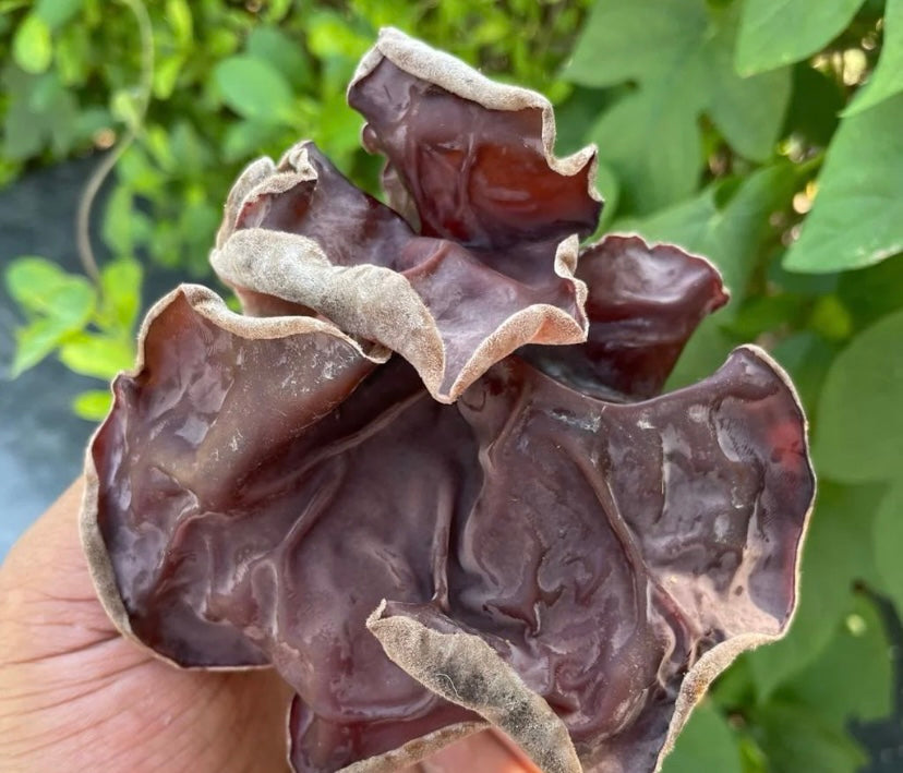 Dried Black Fungus (Tree Ear/Cloud Ear) Auricularia polytricha