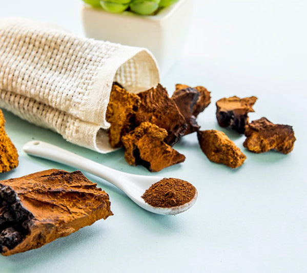 Chaga Chunks (Inonotus obliquus)