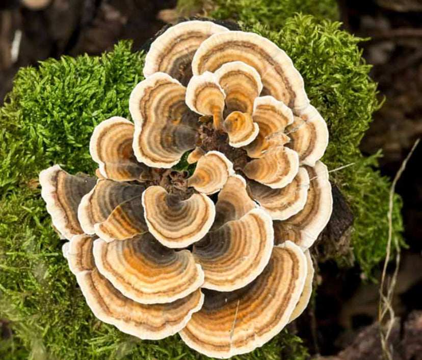 Turkey Tail (Trametes Versicolor)