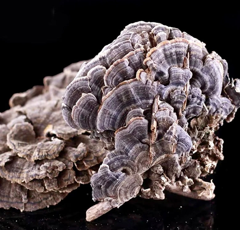 Turkey Tail (Trametes Versicolor)