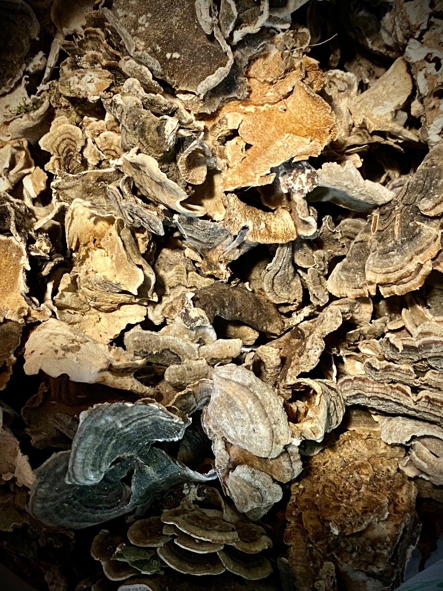 Turkey Tail (Trametes Versicolor)