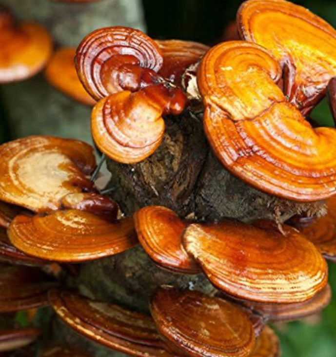 Reishi (Ganoderma Lucidum) Strips/Pieces