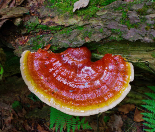 Reishi (Ganoderma Lucidum) Strips/Pieces