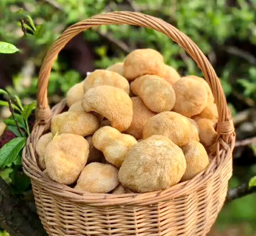 Lions Mane Mushroom Whole Heads (Hericium erinaceus)
