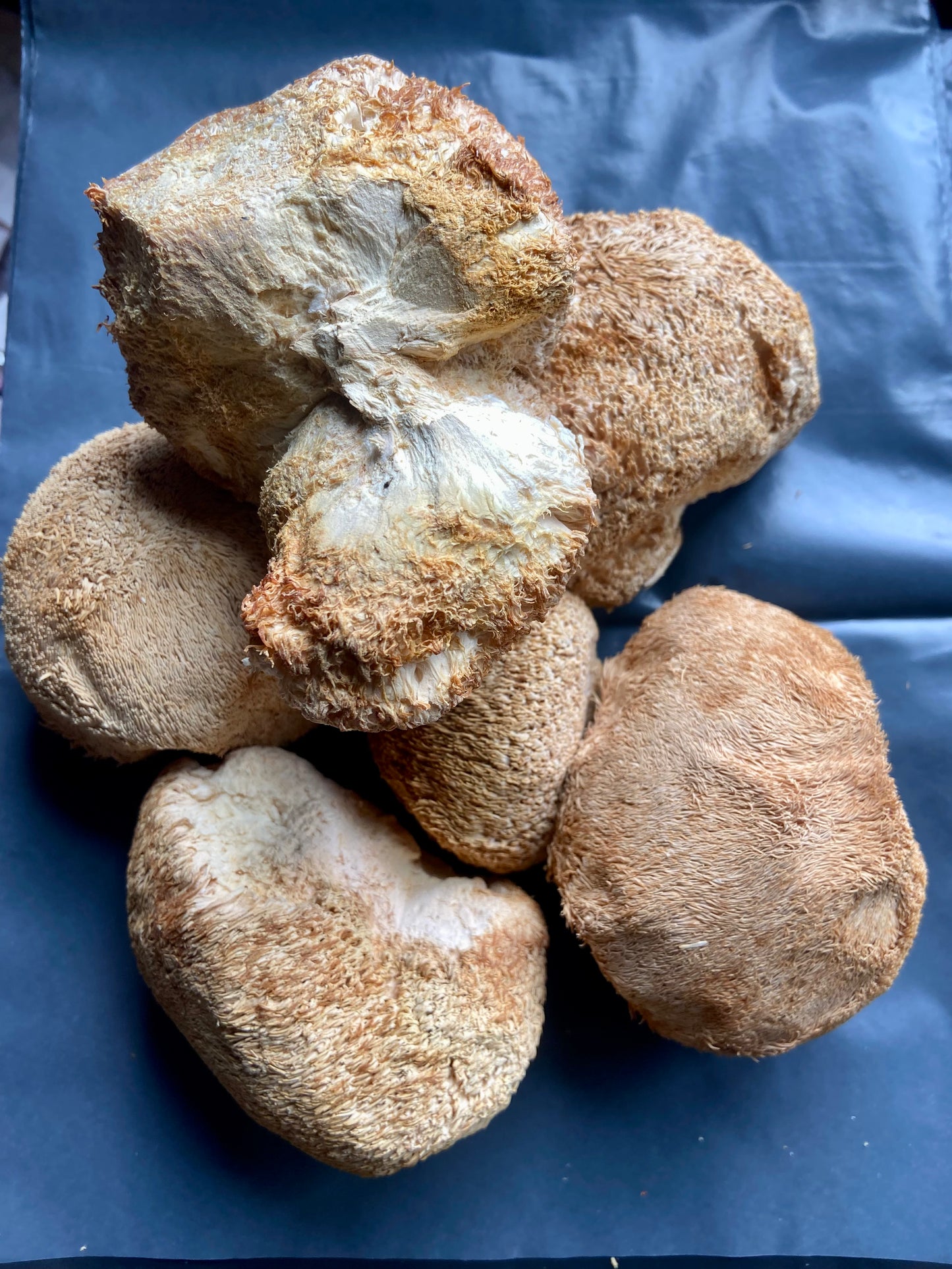 Lions Mane Mushroom Whole Heads (Hericium erinaceus)