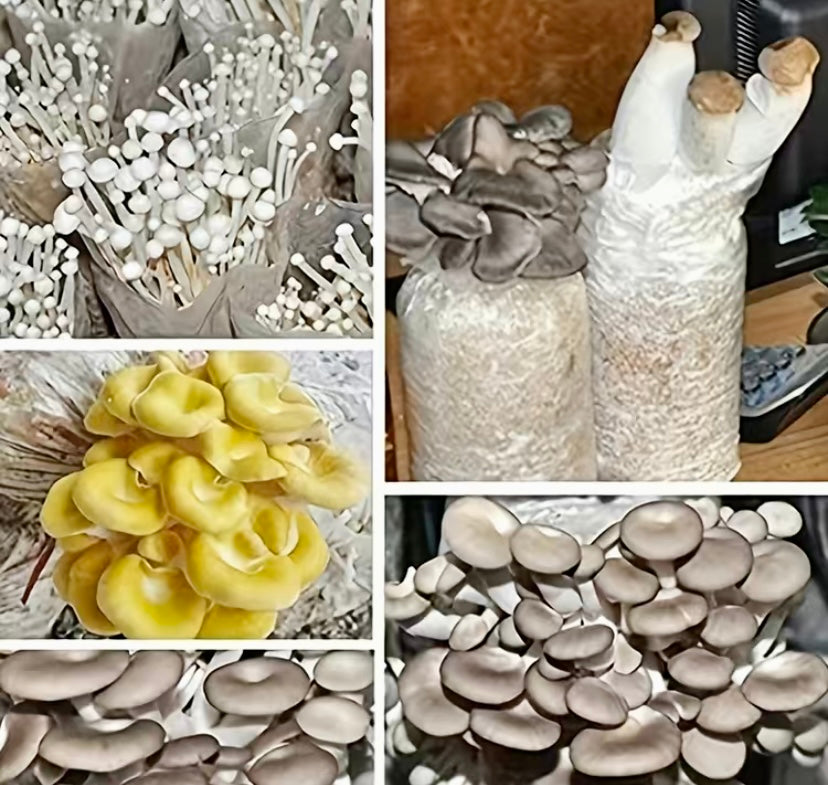 Grow Bags for Home Mushroom Cultivation x5