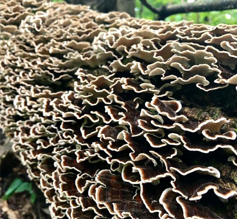 Turkey Tail (Trametes Versicolor)