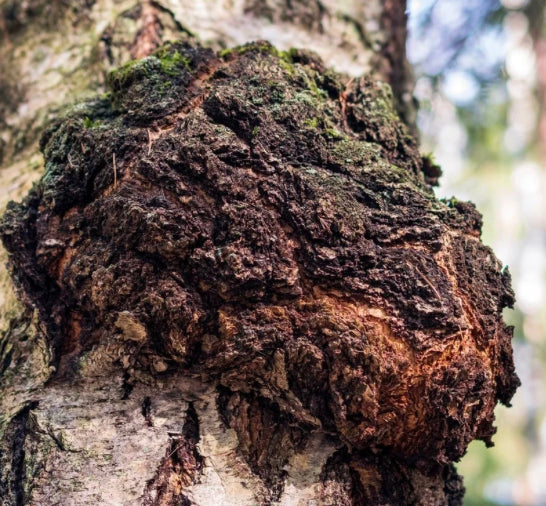 Chaga Chunks (Inonotus obliquus)
