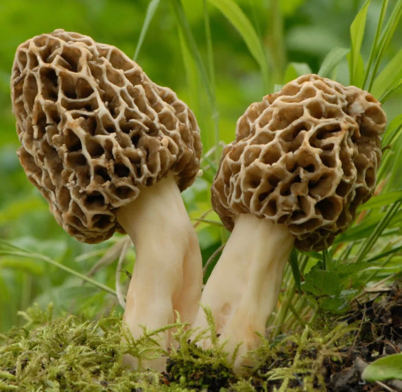 Dried Whole Morels 25g