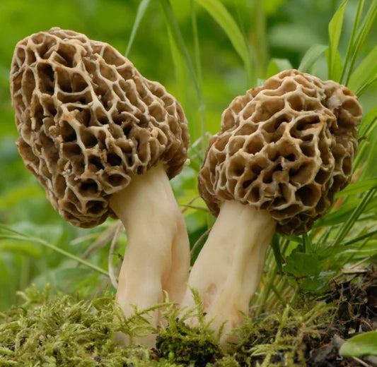 Dried Whole Morels 50g