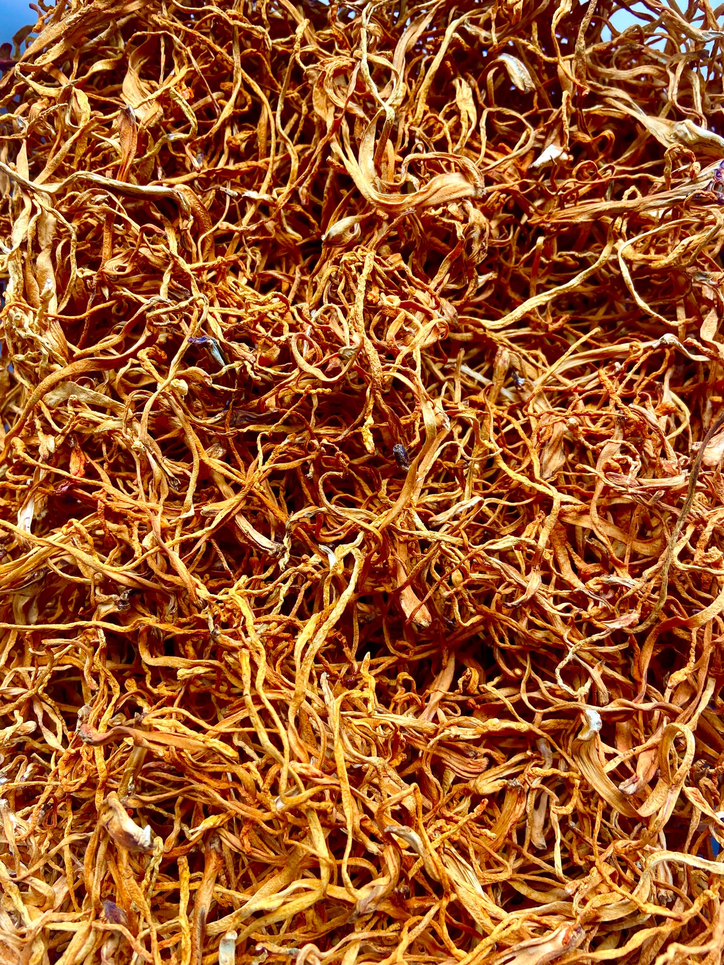 Dried Cordyceps (Cordyceps militaris)