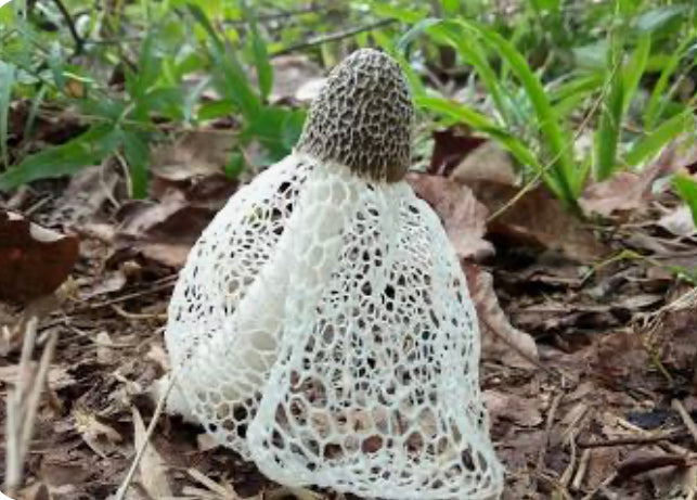 Dried Long Neck Stinkhorn/ veiled lady (Phallus indusiatus)