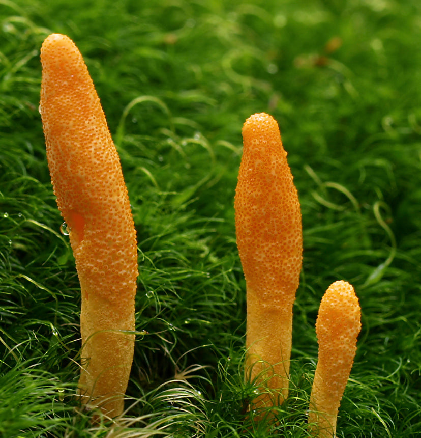 Dried Cordyceps (Cordyceps militaris)