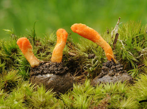 Dried Cordyceps (Cordyceps militaris)